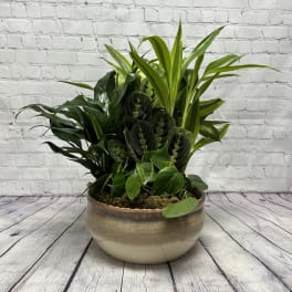 12" European Dish Garden