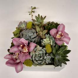Lovely Succulents