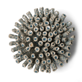 Close-up of a round cluster of pale blue and white tubular stems