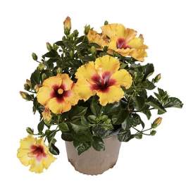Hibiscus Plant