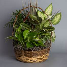 Dish Garden 12" Container