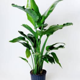 Bird of Paradise