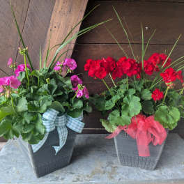 Two potted geranium arrangements with ribbon bows