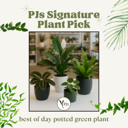 Four potted green houseplants on a tabletop