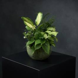 Potted tropical foliage arrangement with small pink flowers in a ceramic bowl
