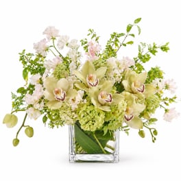 Cymbidium Orchid Cube