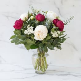 Crimson and Cream Peonies