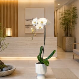 White Phalaenopsis Orchid – Flower Delivery Same Day