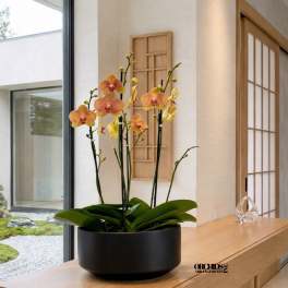 Potted orchids in a black bowl on a wooden table