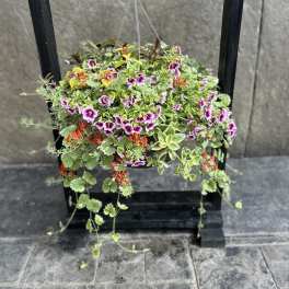 Hanging basket of mixed flowering plants with purple and orange blooms