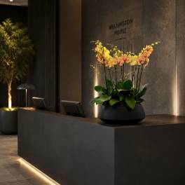 Peach Phalaenopsis Orchids – Same Day Orchid Arrangements