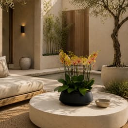 Peach Orchid Phalaenopsis – Same Day Flowers Delivery
