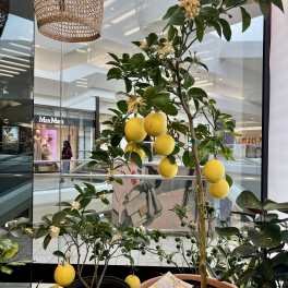 Meyer Lemon Tree — Fragrant Fruiting Citrus Plant