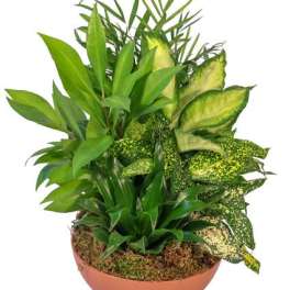 Indoor Garden