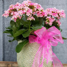 Beautiful blooming plant