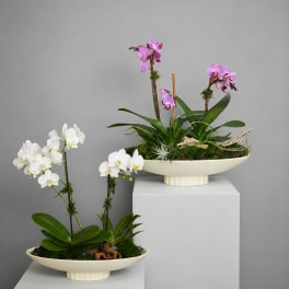 Orchid Dish Garden