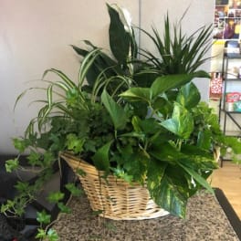 Basket of assorted green houseplants on a table