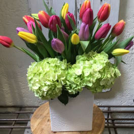 Spring Combo