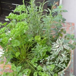 Potted arrangement of assorted green herbs and foliage in a shallow bowl