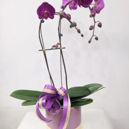 Two Stem Orchid Planter /or Premium