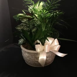 Dishgarden 24 x 12