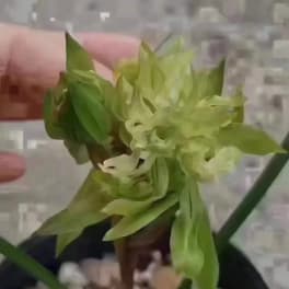 Blooming Beauty Chinese Orchid