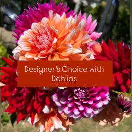 Designer’s Choice with Dahlias 