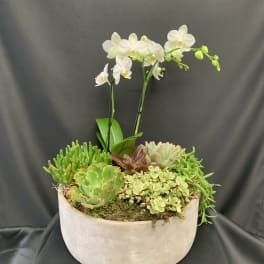 White Serenity