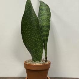 Whale Tail Snake