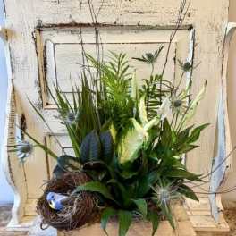 Plant Combination in Wooden Box