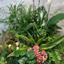 Spring Sanctuary