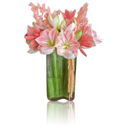 Amaryllis Lovers