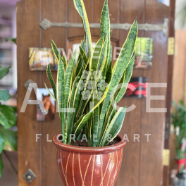 Potted Sansevieria