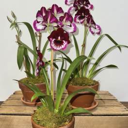 MILTONIA ORCHID