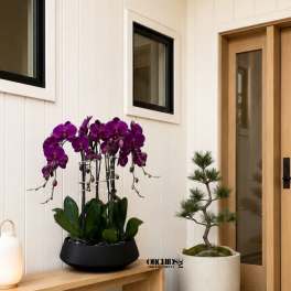 Purple Orchid Arrangements – Same Day Flowers Delivery