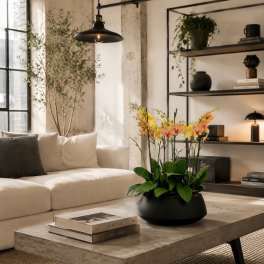 Peach Orchids Phalaenopsis – Same Day Orchid Delivery