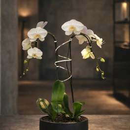 White Orchids Arrangement - Delivery Orchid Same Day