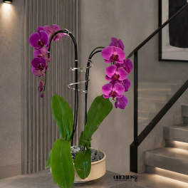 Purple Orchid Arrangement - Delivery Orchids Same Day