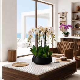 White Phalaenopsis Orchids – Same Day Orchid Arrangements