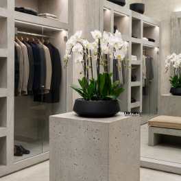White Orchid Arrangements – Same Day Orchid Delivery
