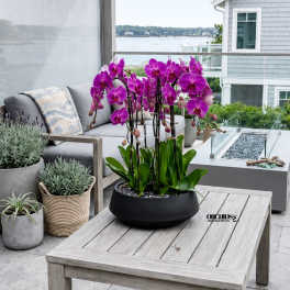 Purple Orchid Arrangements – Same Day Orchid Delivery