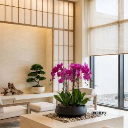 Purple Orchid Phalaenopsis – Same Day Flowers Delivery