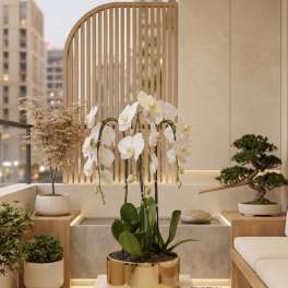 White Orchid Arrangements – Orchids Delivery Same Day