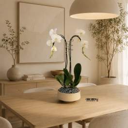 White orchid plant in a beige pot on a wooden table