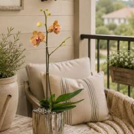 Peach Phalaenopsis Orchids – Flowers Delivery Same Day