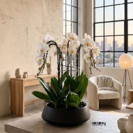 White Orchids Centerpiece – Same Day Orchid Delivery