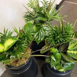 Dish Garden Small