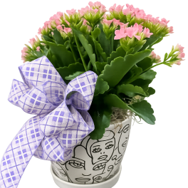Mom's Expressions Kalanchoe Plant