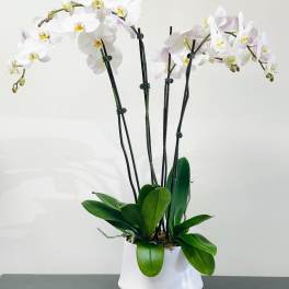 BF-M300 Phalaenopsis Orchid Plant
