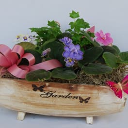 African Violet Garden